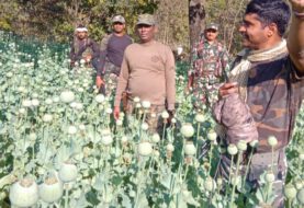 जमुई पुलिस ने नक्सलियों द्वारा लगाए एक एकड़ से अधिक के अफीम को किया नष्ट