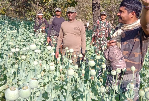 जमुई पुलिस ने नक्सलियों द्वारा लगाए एक एकड़ से अधिक के अफीम को किया नष्ट