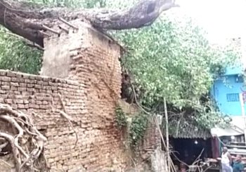 250 वर्ष पुराना पीपल का वृक्ष गिरा  बाल-बाल बचे घर में सो रहे लोग