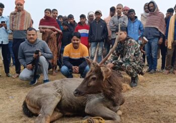 जंगल से भटक कर दुर्लभ प्रजाति का काला हिरण पहुंच गांव, ग्रामीणों ने पड़कर किया पुलिस के हवाले