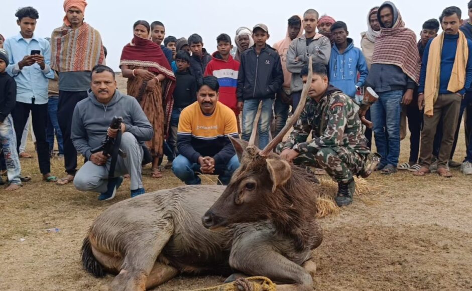 जंगल से भटक कर दुर्लभ प्रजाति का काला हिरण पहुंच गांव, ग्रामीणों ने पड़कर किया पुलिस के हवाले