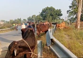 गाय से भरी ट्रक अनियंत्रित होकर पलटा, तस्करी के लिए गाय ले जाई जा रही थी कोलकाता