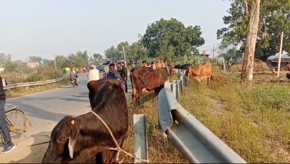 गाय से भरी ट्रक अनियंत्रित होकर पलटा, तस्करी के लिए गाय ले जाई जा रही थी कोलकाता