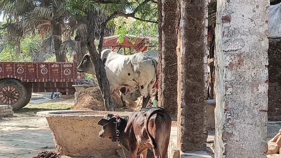 जमुई के चंद्रदीप इलाके में सांड का आतंक, सांड के हमले से दो लोगों की मौत,  दो घायल