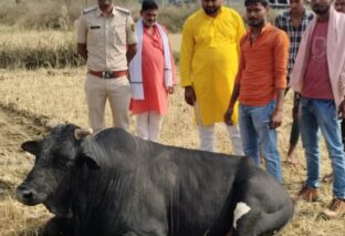 30 फीट गहरे कुएं में गिरा  सांड, 5 घंटे के रेस्क्यू ऑपरेशन के बाद निकाला गया सुरक्षित